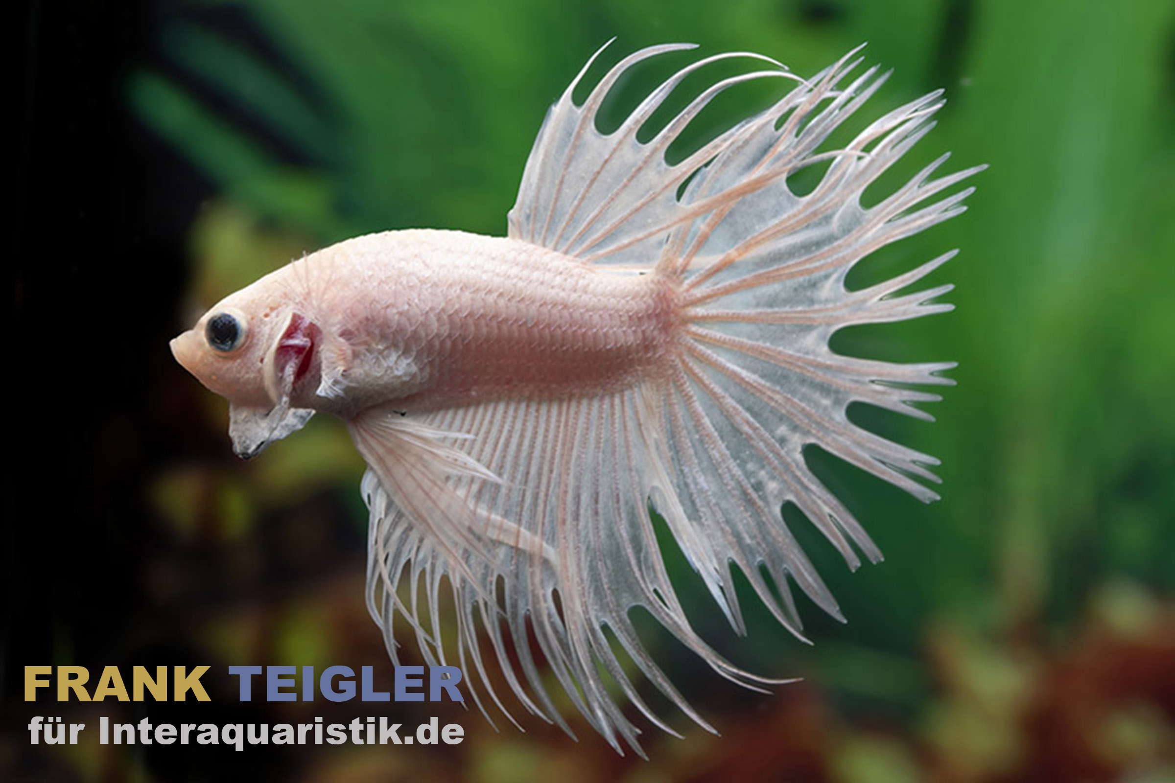 Crown Tail Kampffisch White Opaque „King Selection“, Männchen, Betta splendens